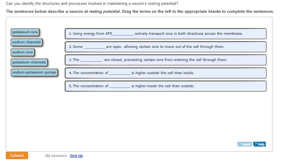 Chapter 38 Nervous System Quiz - Quiz